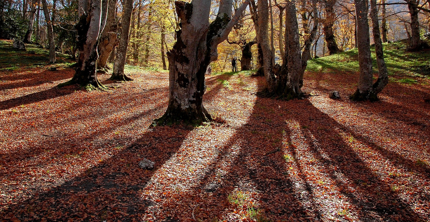 Il Bosco di Sant'Antonio - Vivi L'Abruzzo